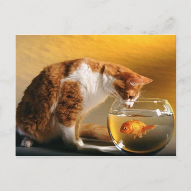 Whats For Dinner ? Postcard (Front)