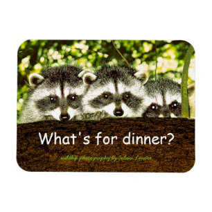 What's for dinner? Racoon refrigerator magnet. Magnet