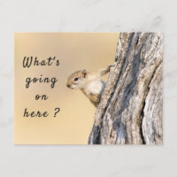 What's going on here squirrel photo with text