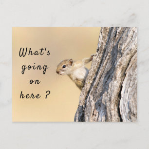 What's going on here squirrel photo with text postcard