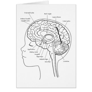 What's in Your Brain