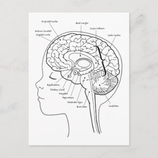 What's in Your Brain Postcard