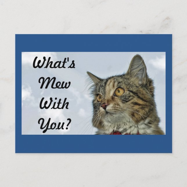 What's Mew Cat Postcard (Front)