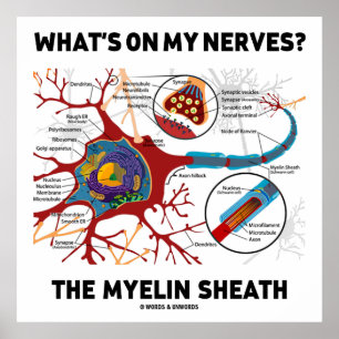 What's On My Nerves? The Myelin Sheath Poster