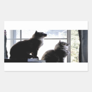 Whats Out There? Curious Cats Kitties Photography Rectangular Sticker