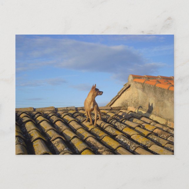 Whats that over there. postcard (Front)