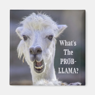 What's The Prob- Llama ? Cute Funny LLAMA Magnet
