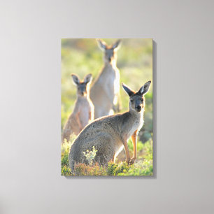 WHAT'S UP! 16x24 Canvas Print