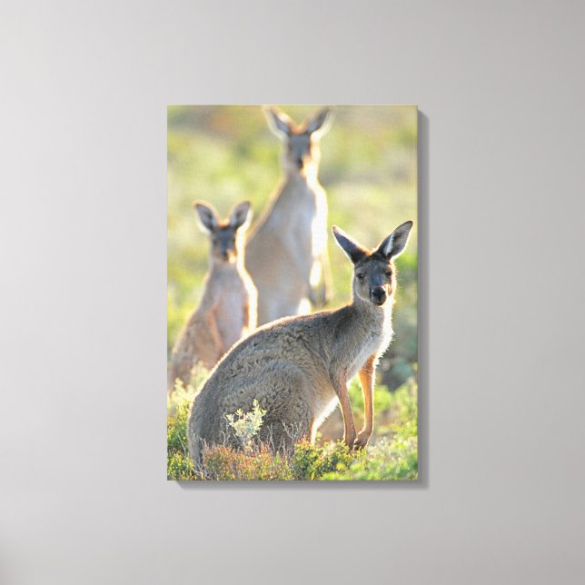 WHAT'S UP! 16x24 Canvas Print (Front)