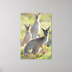 WHAT'S UP! 32x48 Canvas Print
