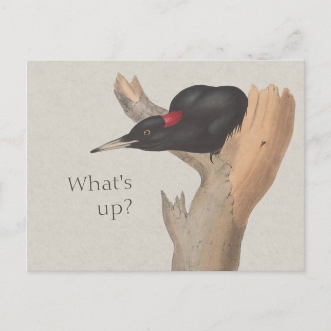 What's up? CC0535 Curious black woodpecker Postcard (Front)