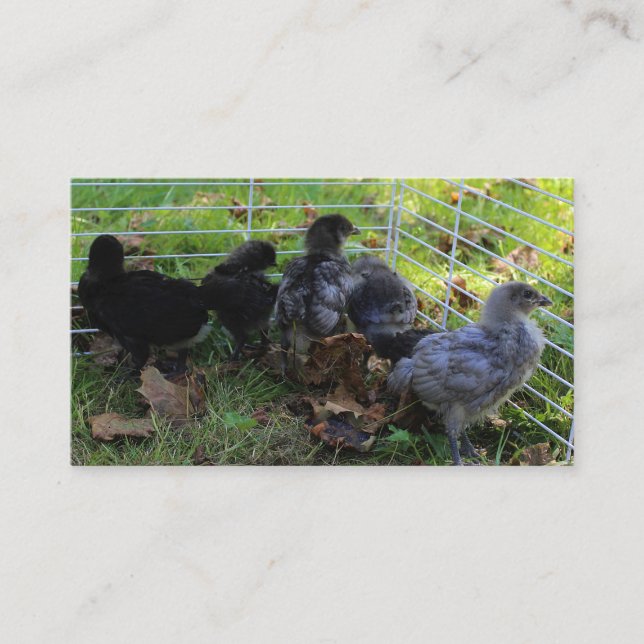 Whats Up - Chicken Butt Business Card (Front)