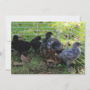 Whats Up - Chicken Butt Invitation