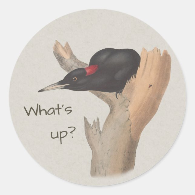 What's up? Curious black woodpecker John Gould Classic Round Sticker (Front)