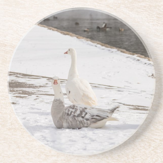 Whats Up Goose Coaster (Front)