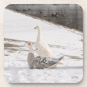 Whats Up Goose Coaster