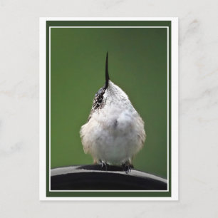 Whats Up? Postcard