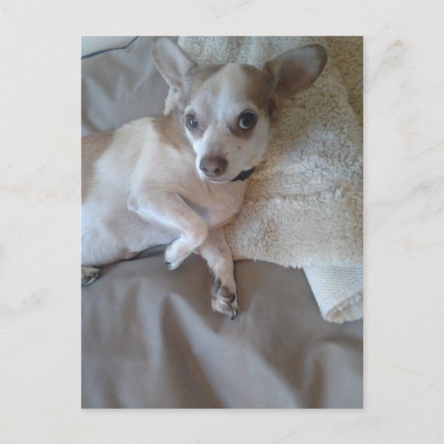 Whats Up? Postcard (Front)