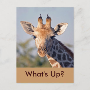 What's Up..Postcard Postcard