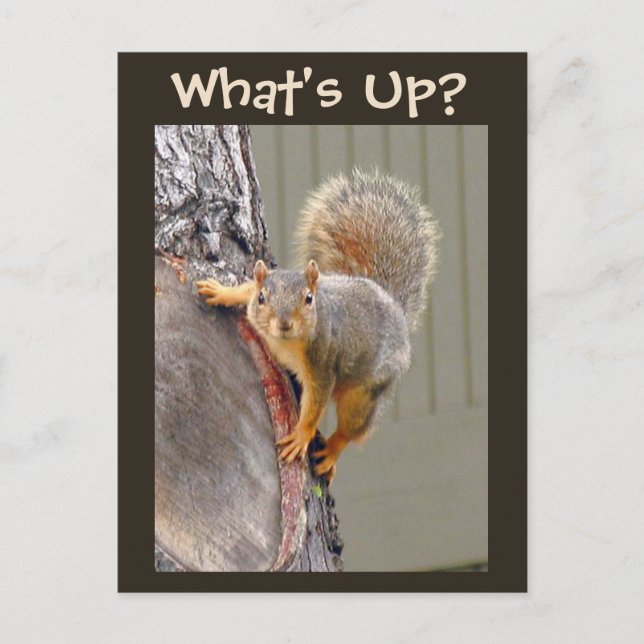 What's Up? Squirrel Photo Postcard (Front)