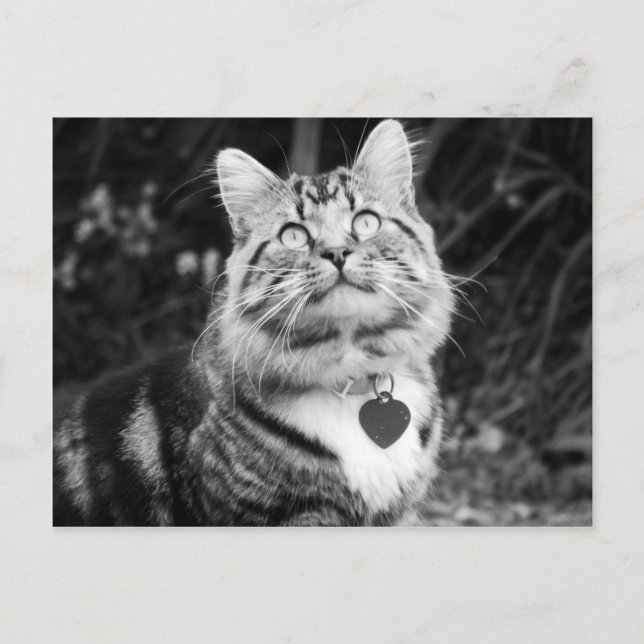 What's Up There Postcard (Front)