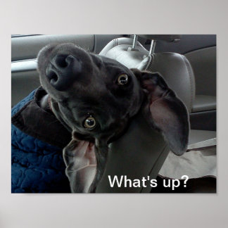 'What's up?' Weimaraner Poster