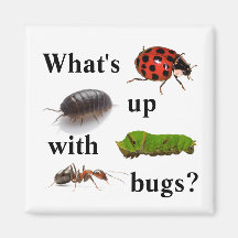 What's up with bugs? the magnet