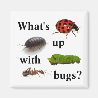 What's up with bugs? the magnet