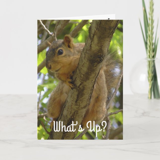 What's Up, Ya Big Nut Funny Squirrel Card (Front)