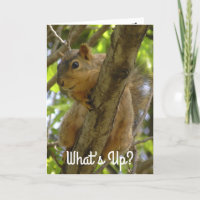 What's Up, Ya Big Nut Funny Squirrel