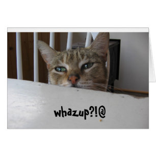 whazup puzzy cat?!