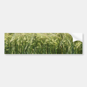 Wheat - beautiful! bumper sticker