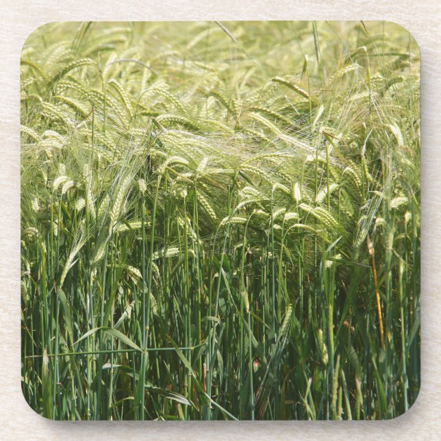 Wheat - beautiful! coaster (Front)
