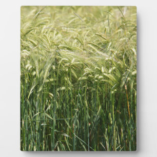 Wheat - beautiful! plaque
