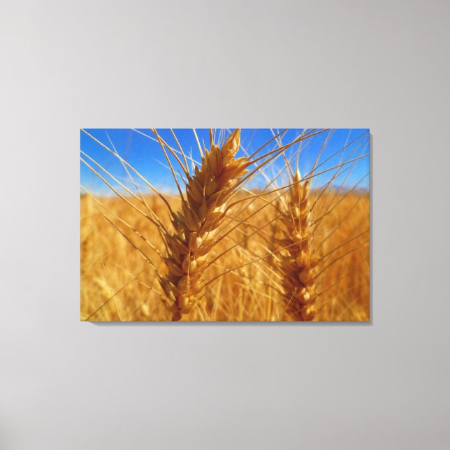 Wheat Canvas Print (Front)