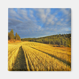 Wheat Field After Harvest Magnet