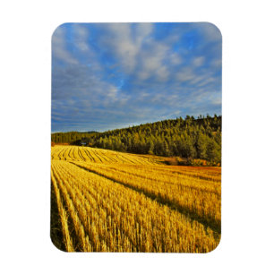 Wheat Field After Harvest Magnet
