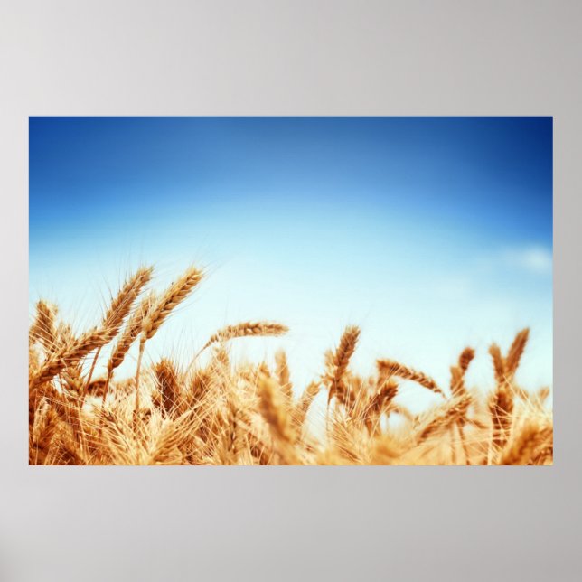 Wheat field against blue sky poster (Front)