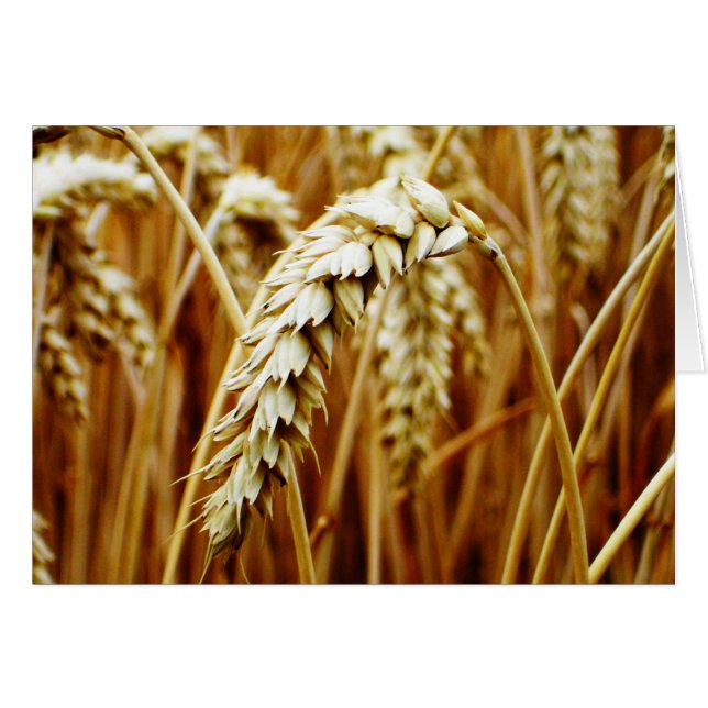 Wheat Field Blank Card (Front Horizontal)