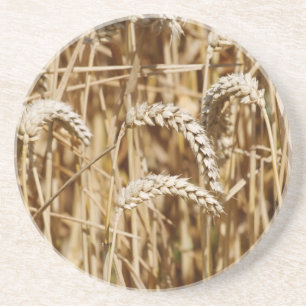 wheat field coaster