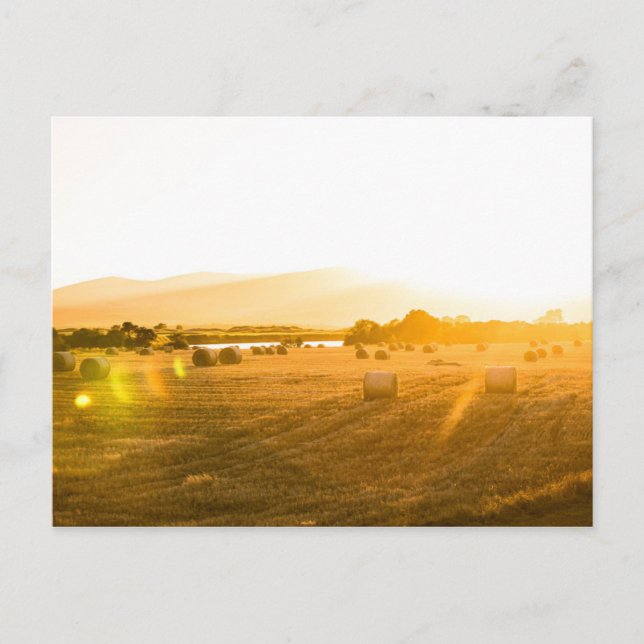 Wheat Field | Dornoch, North Scotland, UK Postcard (Front)