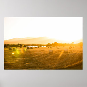 Wheat Field Dornoch, North Scotland, UK Poster