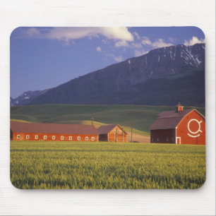 Wheat field in the Wallowa Valley, Just outside Mouse Mat