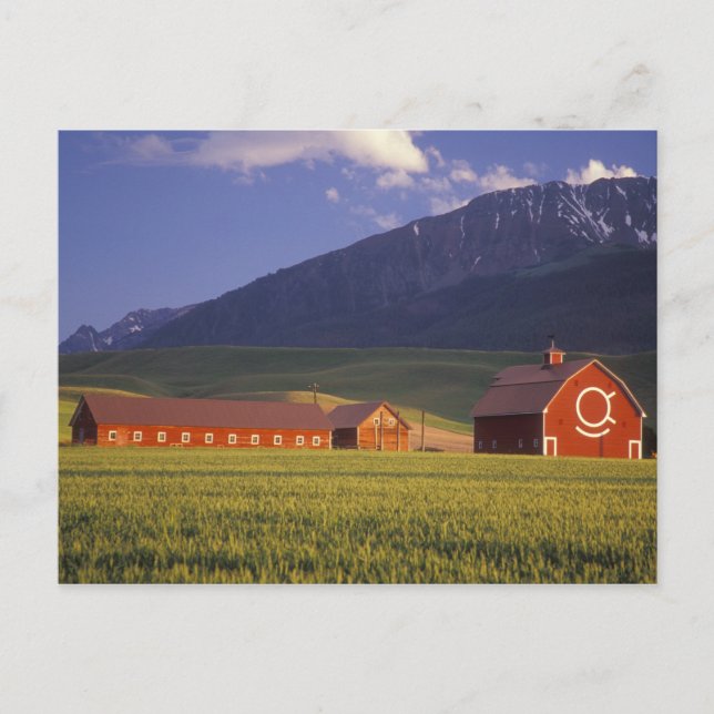 Wheat field in the Wallowa Valley, Just outside Postcard (Front)