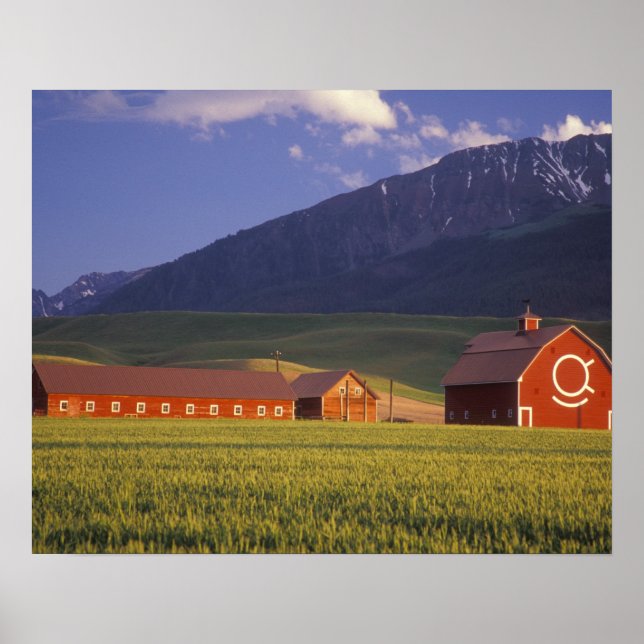 Wheat field in the Wallowa Valley, Just outside Poster (Front)