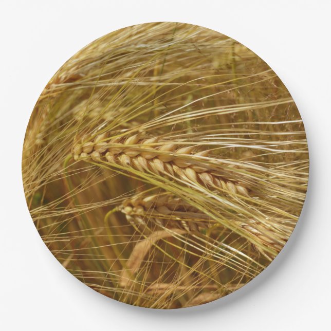  Wheat field. It’s Harvest Time!   Paper Plate (Front)