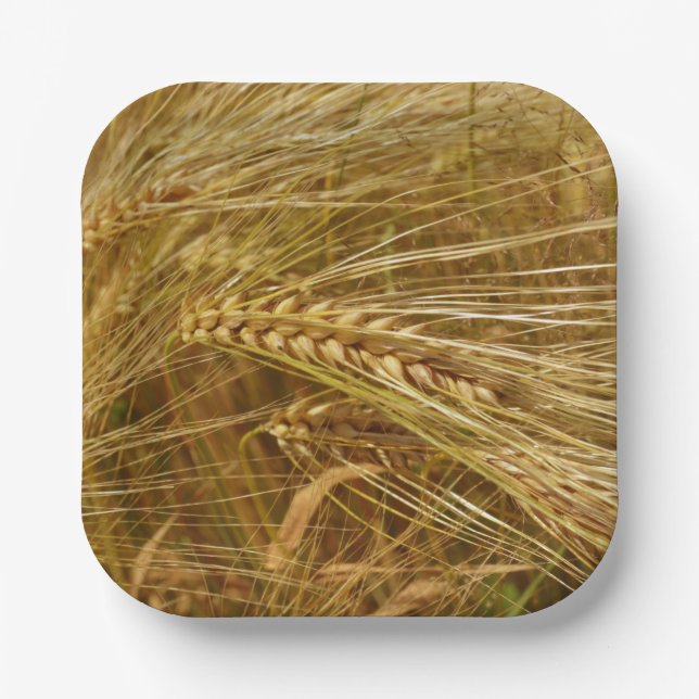  Wheat field. It’s Harvest Time!  Paper Plate (Front)