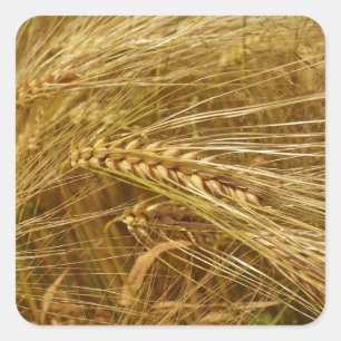  Wheat field. It’s Harvest Time!    Square Sticker