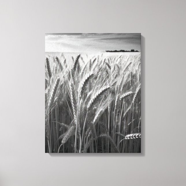 Wheat Field: Monochrome Rural Charm Canvas Print (Front)