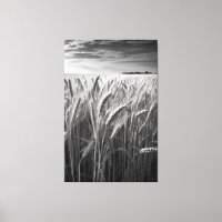 Wheat Field: Monochrome Rural Charm